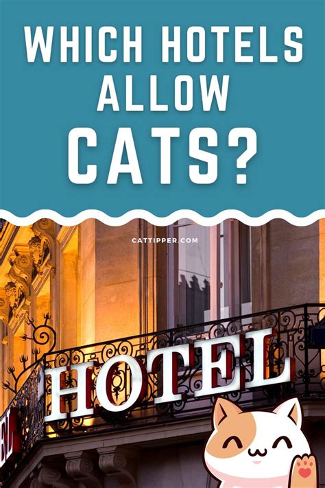 Hotels That Allow Cats {+ the MOST Cat Friendly Hotel Chains}.